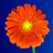 redflower.gif